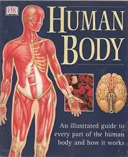 Human Body